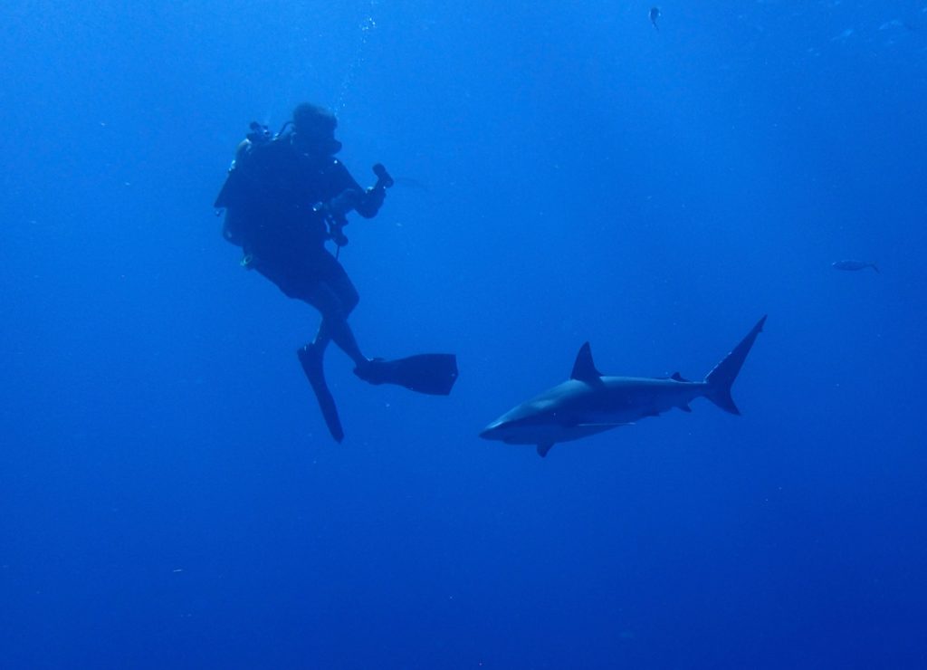 A diva take a photo of a shark